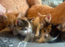 Mixed kittens