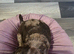 Miniature poodle parti merle puppiss puppis