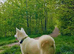 Japanese akita
