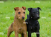 Working patterdale