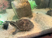 X3 YOUNG TURTLES & SET UP
