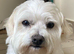 Maltipoo
