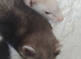 4 Jill kits