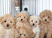 Holistic Toy Poodle Puppies ##Pricedrop##