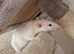 LARGE CAGE AND 4 FEMALE YOUNG RATS