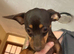 6 month old female cheweenie