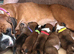 Kc reg boxer puppies long/bob tail