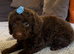 Stunning Curly Toy Cavapoo's from health tested parents