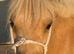 MINIATURE 3YR OLD PALOMINO COLT