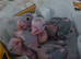 Hand reared babies forsale