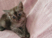 Ragdoll cross british short