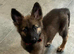 Gorgeous female german shepherd