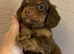 Just one very cute long coat miniature dachshund left
