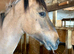 Stunning Highland x Happy hacker gelding 15h 7 yrs old