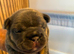 Beautiful Half-Fluffy French Bulldog Cross Puppies
