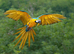 Young Blue and Gold Macaw for Permanent Family Home (Upto &pound;1000)