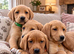 Labs