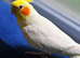 Semi tamed baby Cocktaiel