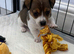 Traditional mini Jack Russell pups