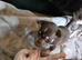 Pedigree club registered Chihuahua puppies