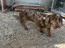 Choclate dapple Dacshund bitch