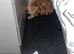 Ginger kitten for sale
