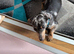 a double chiweenie