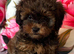 Shipoo puppies ready now
