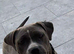 11 month old female puppy