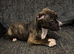 American bulldog puppy's