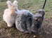 Full breed angoras