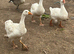 Geese