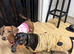 Black dapple male 1 and half.  Isabella dapple female 1 and 4 month