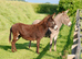 3 beautiful Donkeys for Sale