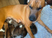 Beautiful puppies - cross of Ridgeback-border collie & Sharpei