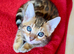 Beautiful Bengal kitten, one girl