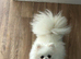 Gorgeous pure white Pom