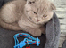 For sale British Shorthair