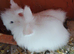 Two stunning white lionheads females