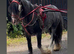 PERFECT QUALITY RIDE AND DRIVE KIDS PONY