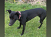 bull grey x whippet x saluki grey