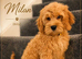 American Cockapoo -Trained - Health tested Parents