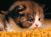 2 x stunning kittens available