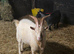 Pygmy Breeding Buck