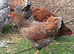 Quality large fowl