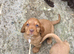 Cocker Spaniel puppies