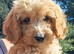 Cockapoo puppies for sale.