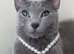 Russian blue