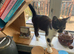 Male Kitten for Adoption