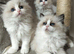 Fluffy
